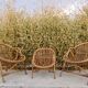 Set de trois fauteuils en rotin.