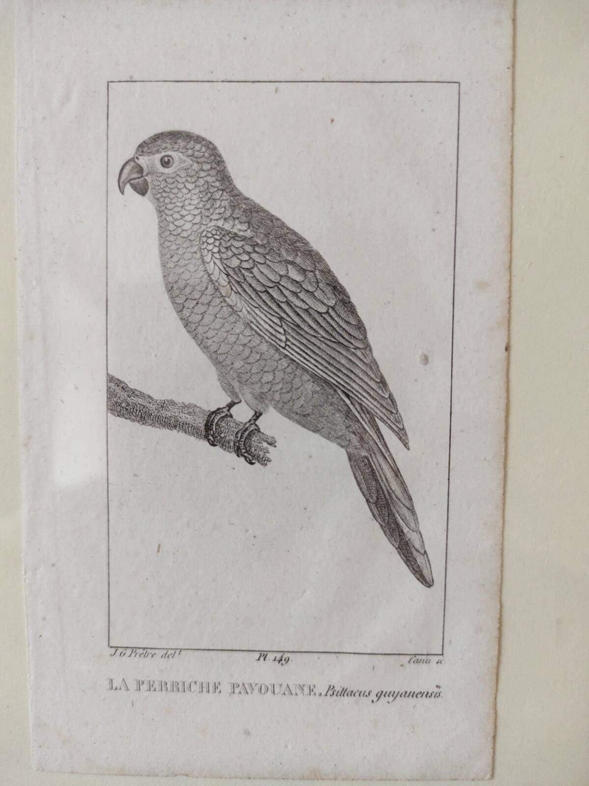 Small bird engraving from 1830 - La Parruche Pavouane - ornithological plate