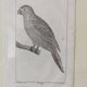 Small bird engraving from 1830 - La Parruche Pavouane - ornithological plate