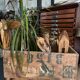Ancienne caisse en bois « Rhum Luceta »