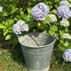 Old bucket in vintage zinc pot cache