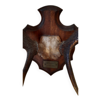 Hunting trophy 1916 by naturalist Deyrolle, Paris