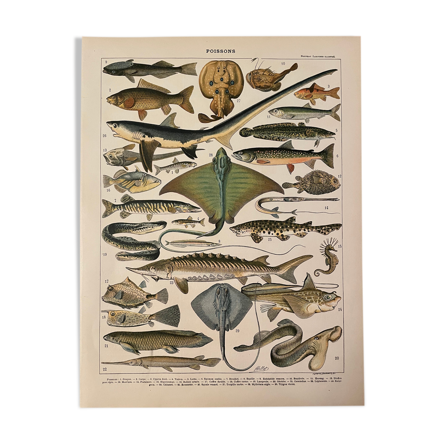 Lithograph engraving fish from 1897