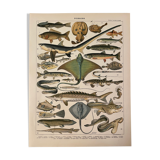 Lithographie gravure poissons de 1897