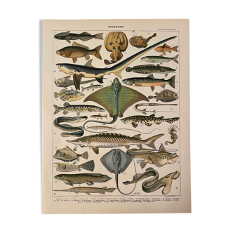 Lithographie gravure poissons de 1897