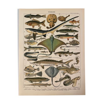 Lithograph engraving fish from 1897