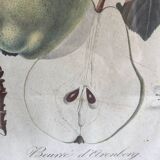 Lithograph, old botanical poster