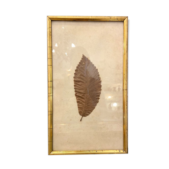 Ancient herbarium – Chestnut leaf under glass