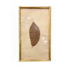 Ancient herbarium – Chestnut leaf under glass