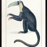 Chimera lithography animal engraving - the toupajou