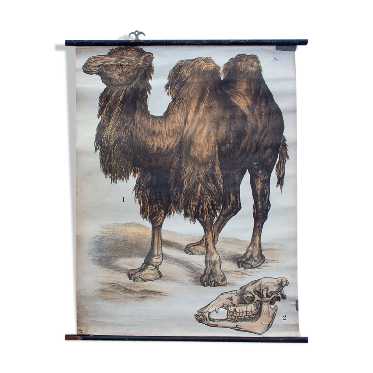 Poster "Camel" wall Engleders lithograph by J. F. Schreiber 1897