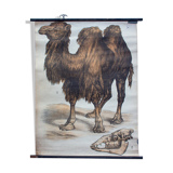 Poster "Camel" wall Engleders lithograph by J. F. Schreiber 1897