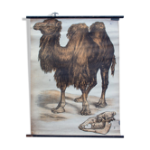 Affiche "Chameau" Engleders murales lithographie par J. F. Schreiber 1897