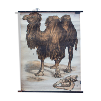Poster "Camel" wall Engleders lithograph by J. F. Schreiber 1897