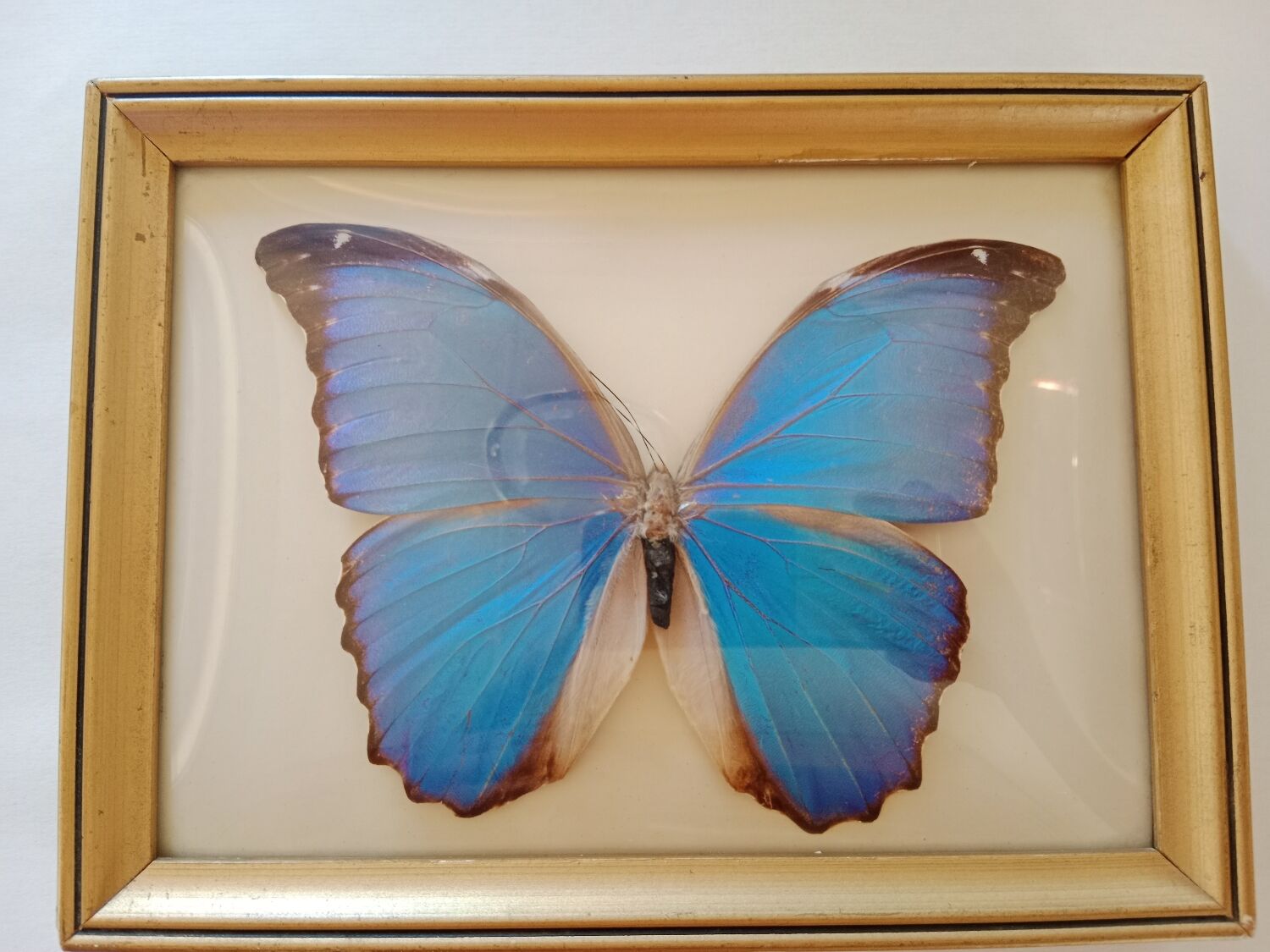 Morpho Amathonte