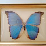 Morpho Amathonte