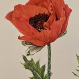 Watercolor of poppy flower - 1960