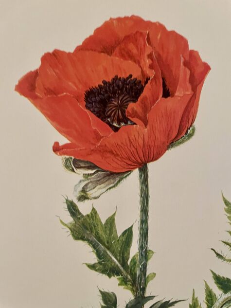 Aquarelle sur la fleur de pavot - 1960