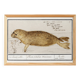 Small poster about the seal, based on an old engraving from 1610.