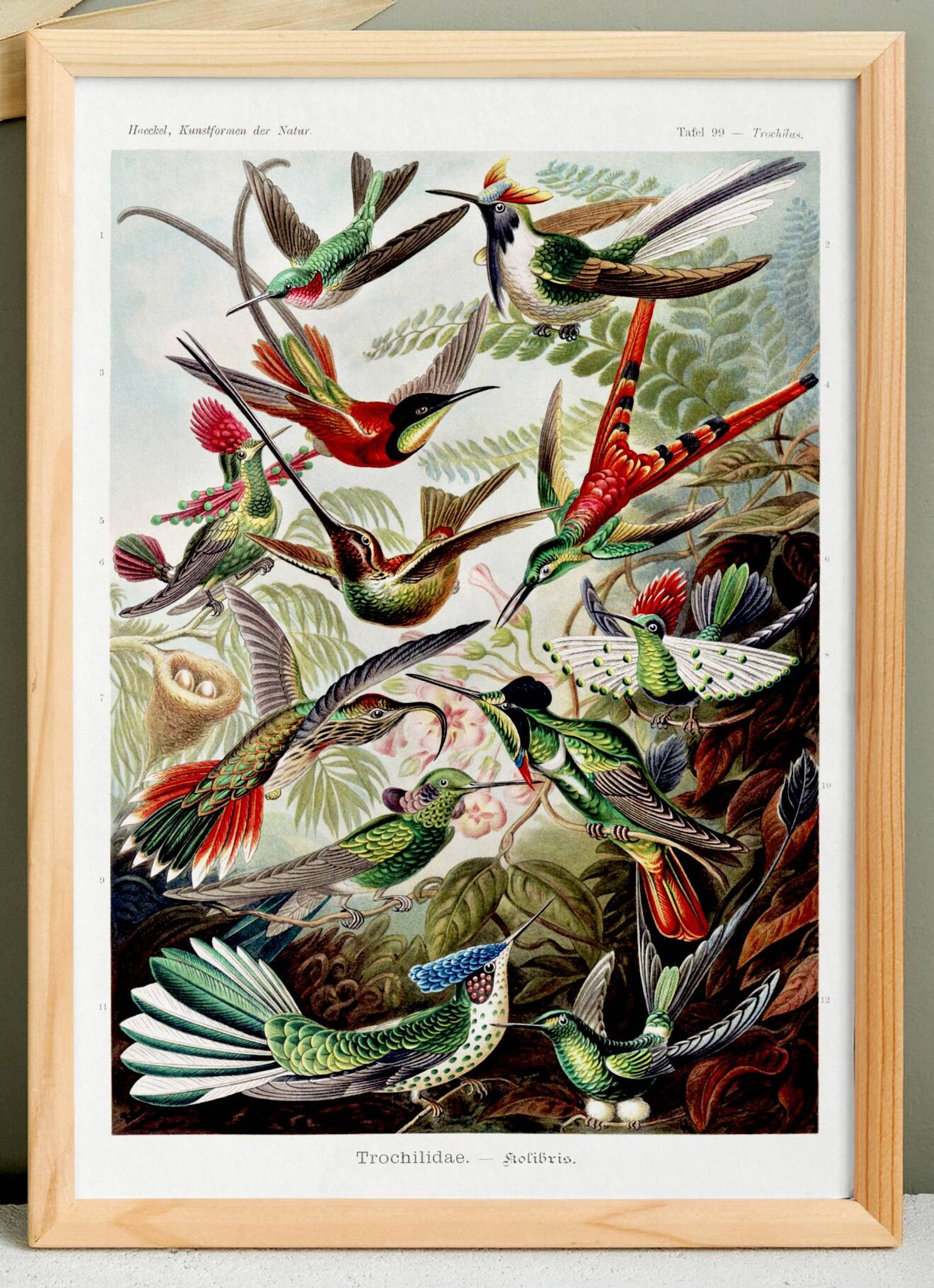 Affiche sur les colibris, d’après une lithographie ancienne de 1904.