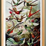 Poster about hummingbirds, based on an old lithograph from 1904.