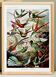 Affiche sur les colibris, d’après une lithographie ancienne de 1904.