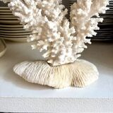 White coral