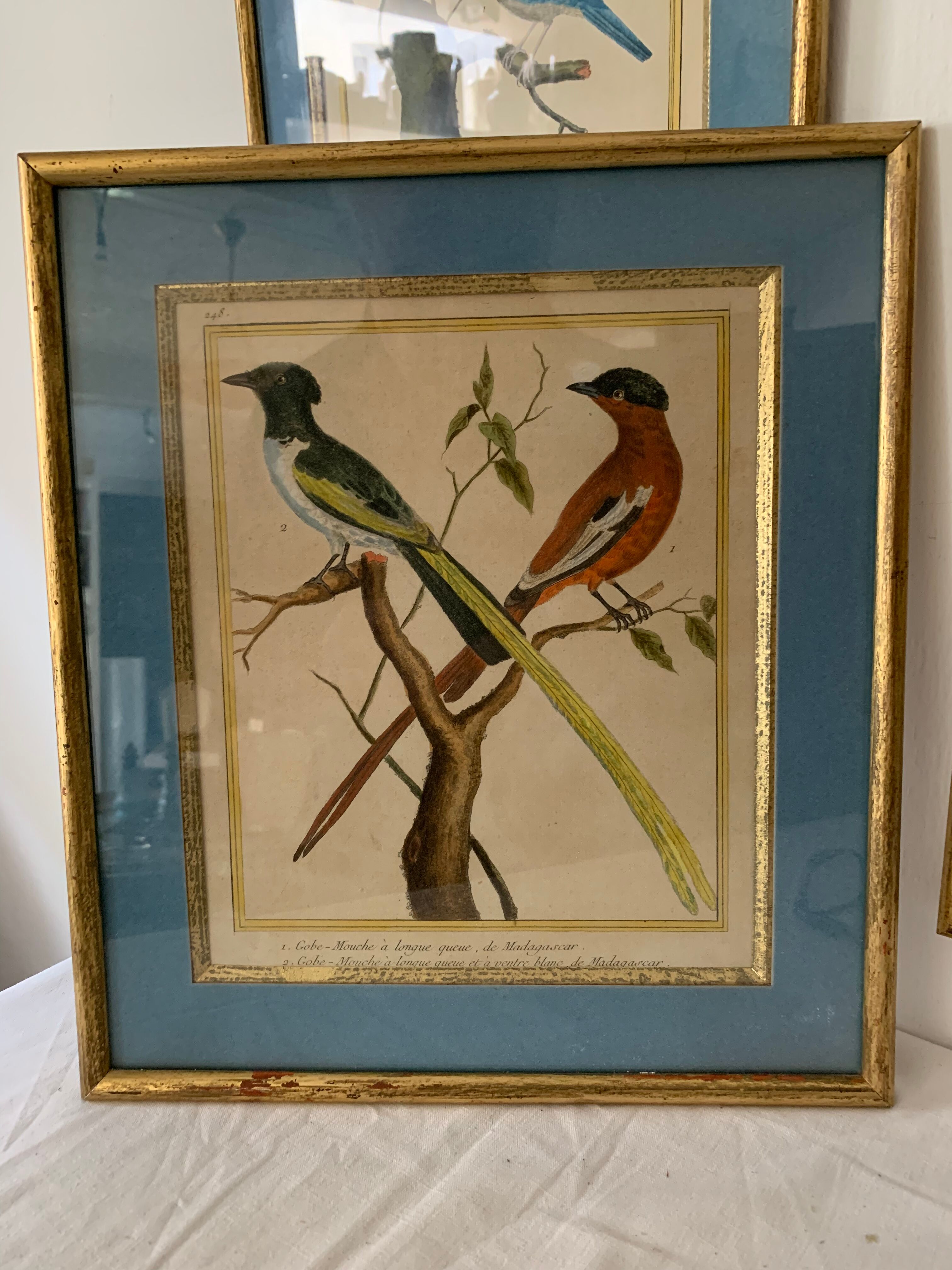 Set of 7 bird engravings