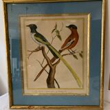 Set of 7 bird engravings