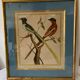 Lot de 7 gravures oiseaux