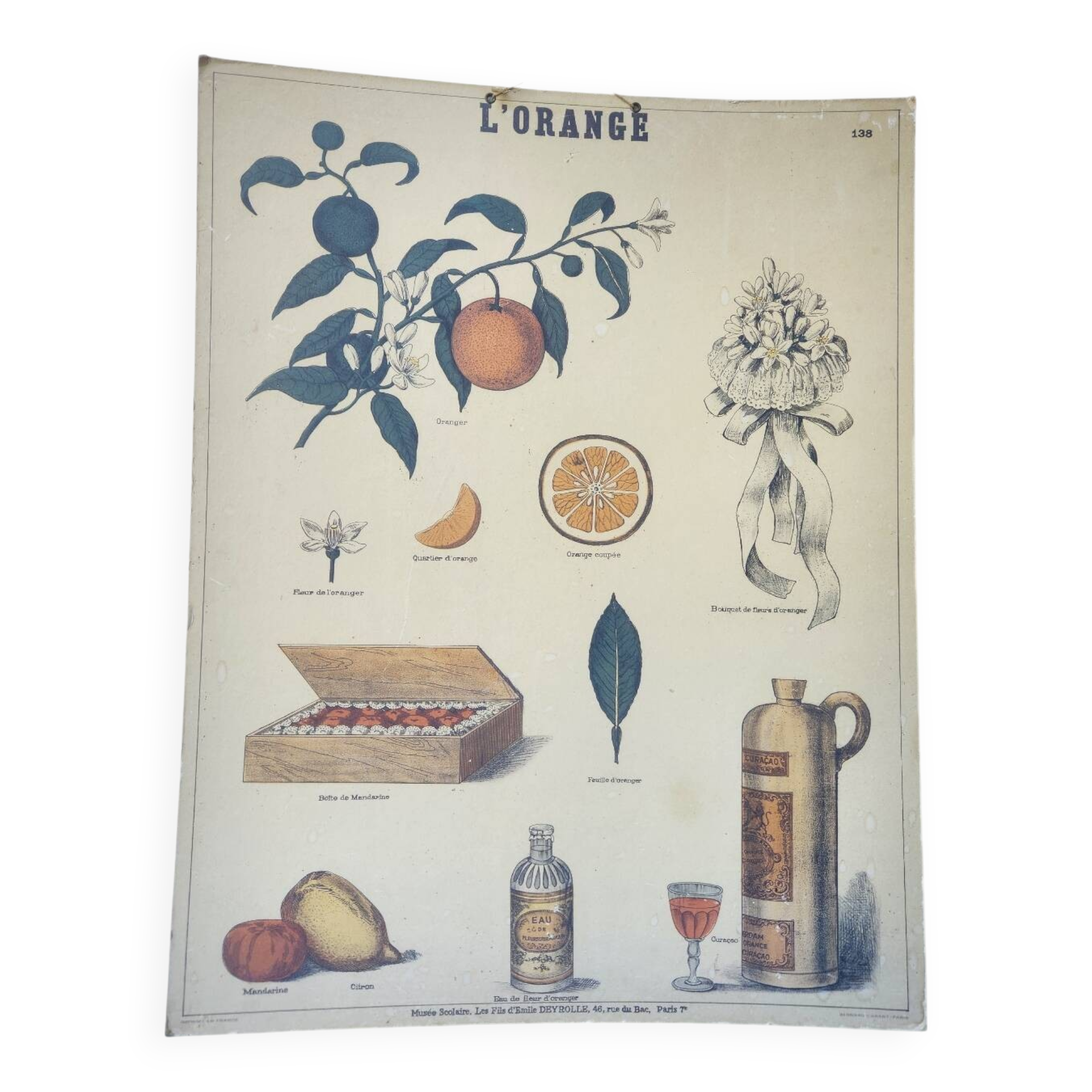 Affiche ancienne Deyrolle : l'orange