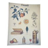 Affiche ancienne Deyrolle : l'orange
