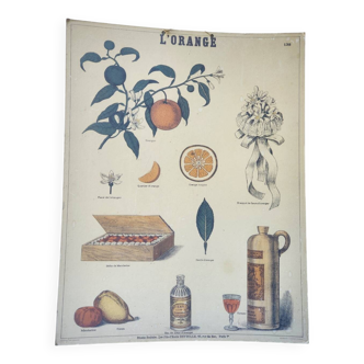Affiche ancienne Deyrolle : l'orange