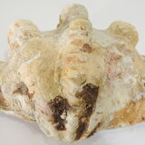 Clamshell geant/clam/Collectible shell/aquarium