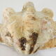 Clamshell geant/clam/Collectible shell/aquarium