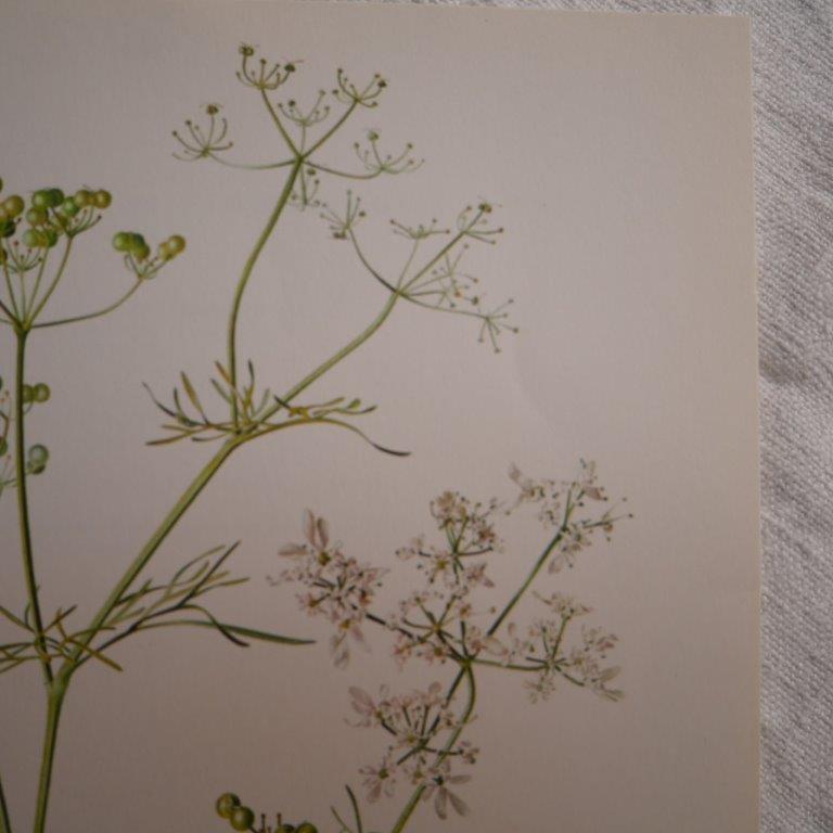 Radiant Bifora botanical plate