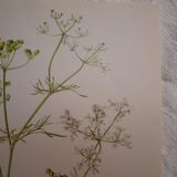 Radiant Bifora botanical plate