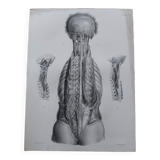 Anatomical chart XIXth