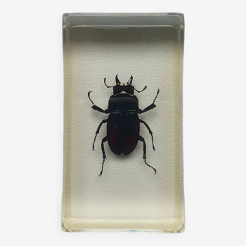 Resin inclusion insect - lucane to identify curiosity - no. 30