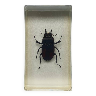Resin inclusion insect - lucane to identify curiosity - no. 30
