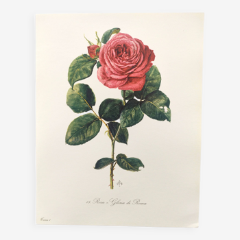 Vintage botanical plate from 1962 - Rose Gloire de Rome - Plant engraving - Watercolor M.Rollinat