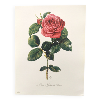 Planche botanique vintage de 1962 - Rose Gloire de Rome - Gravure de plante - Aquarelle M.Rollinat