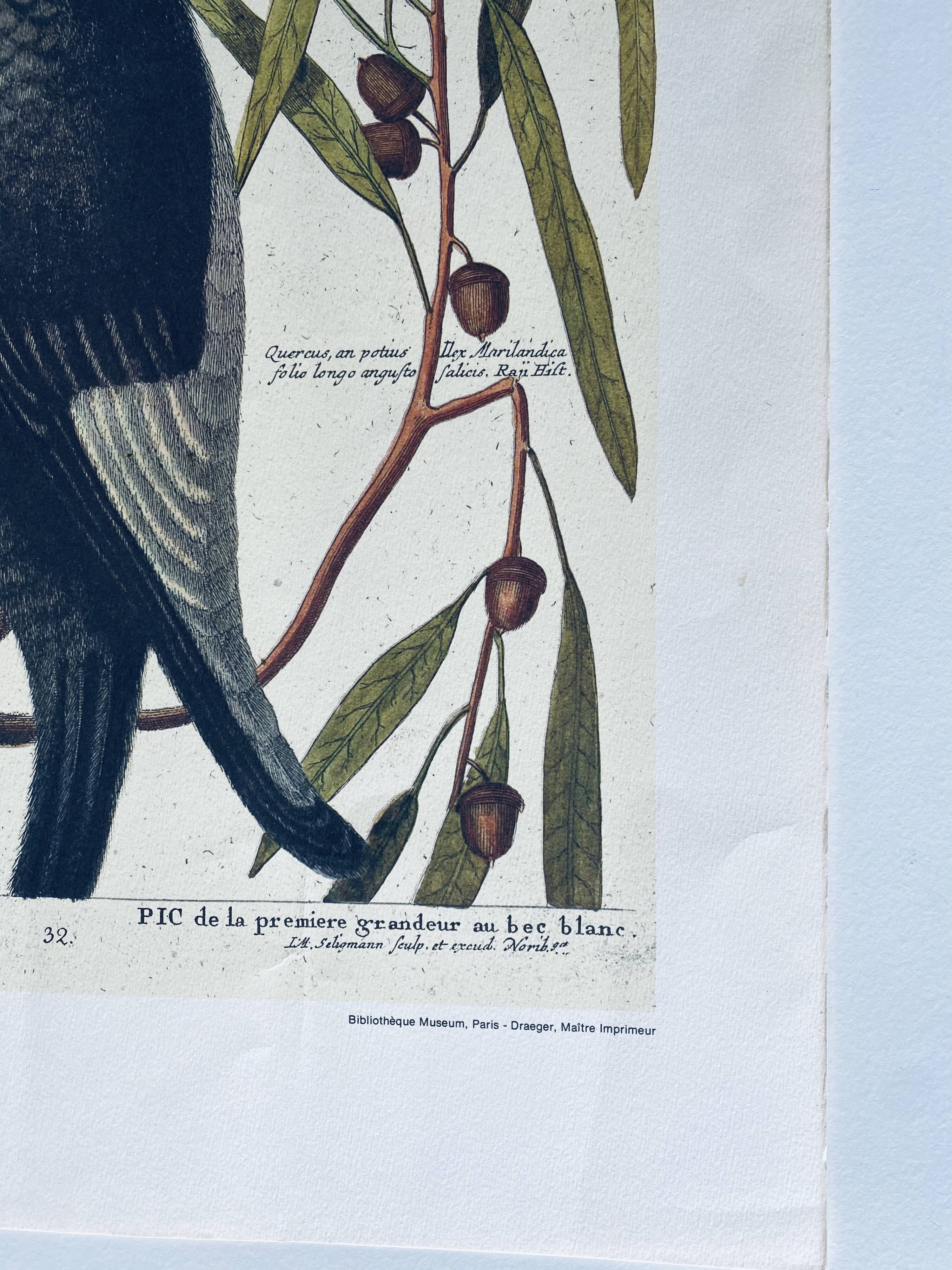 Ancient ornithological engraving, green peak