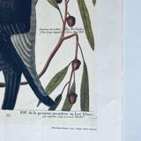 Gravure ornithologique ancienne, pic vert
