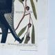 Ancient ornithological engraving, green peak