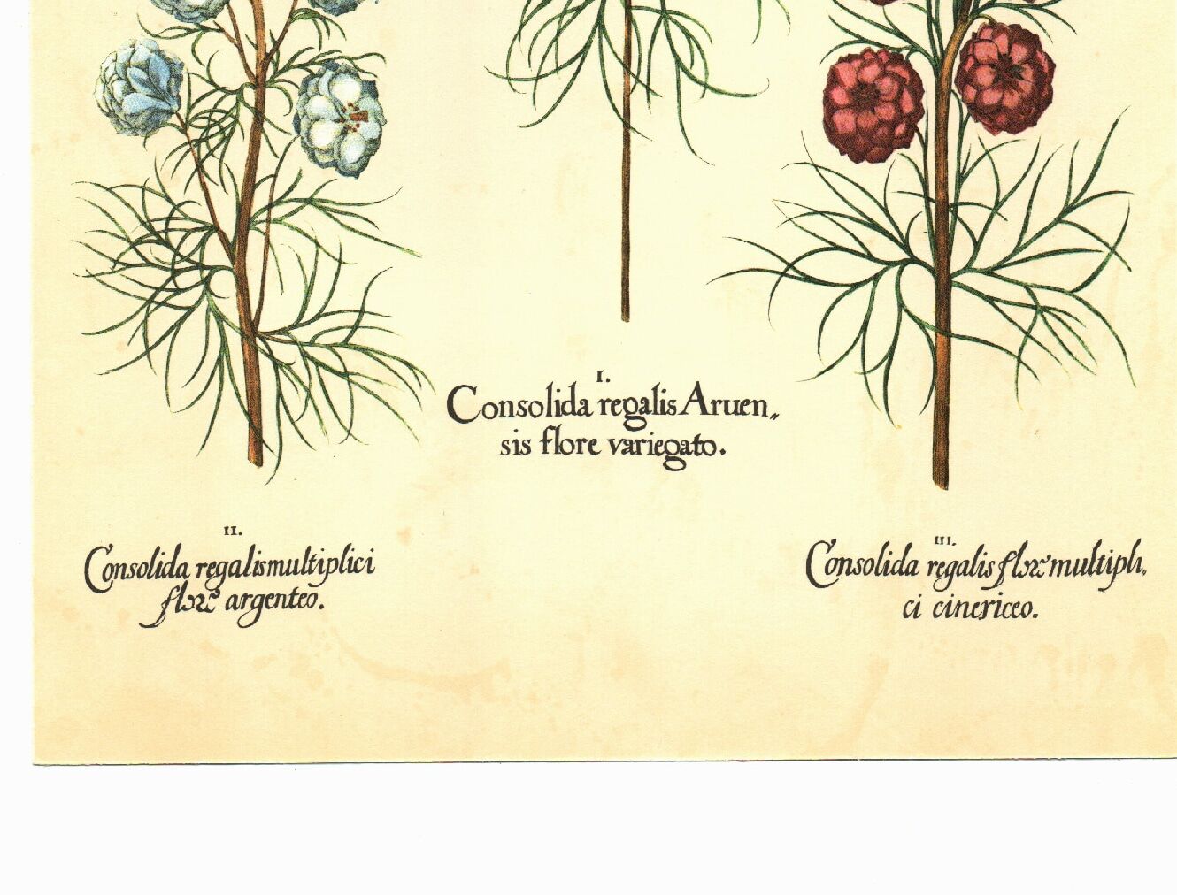 Old illustration 1959 - Maryland Spigelia. Botanical plate, flower.