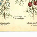 Old illustration 1959 - Maryland Spigelia. Botanical plate, flower.