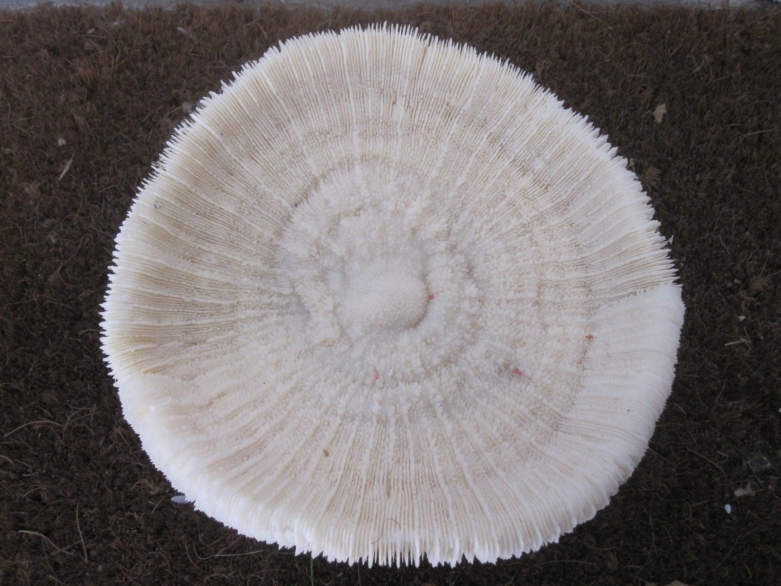 Former shell coral white