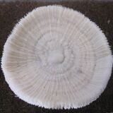 Former shell coral white