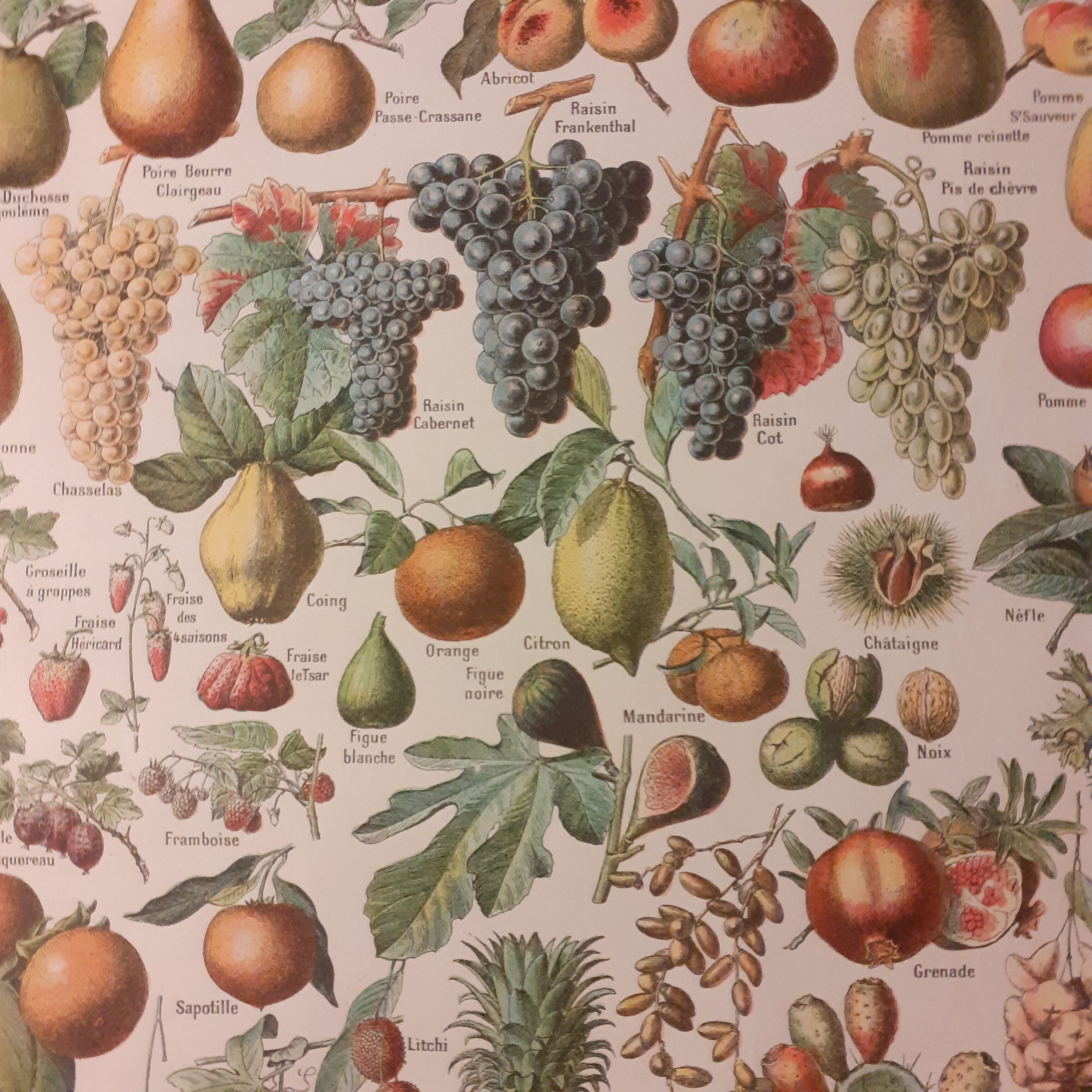 Lithographie sur les fruits de 1928